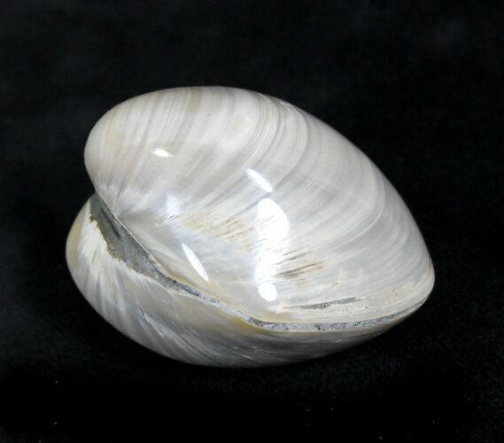 Polished Fossil Astarte Clam - Large Size #25573